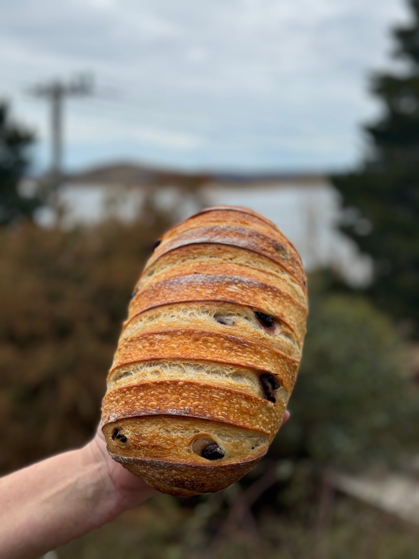 Roast Garlic, Olive & Rosemary Sourdough Loaf