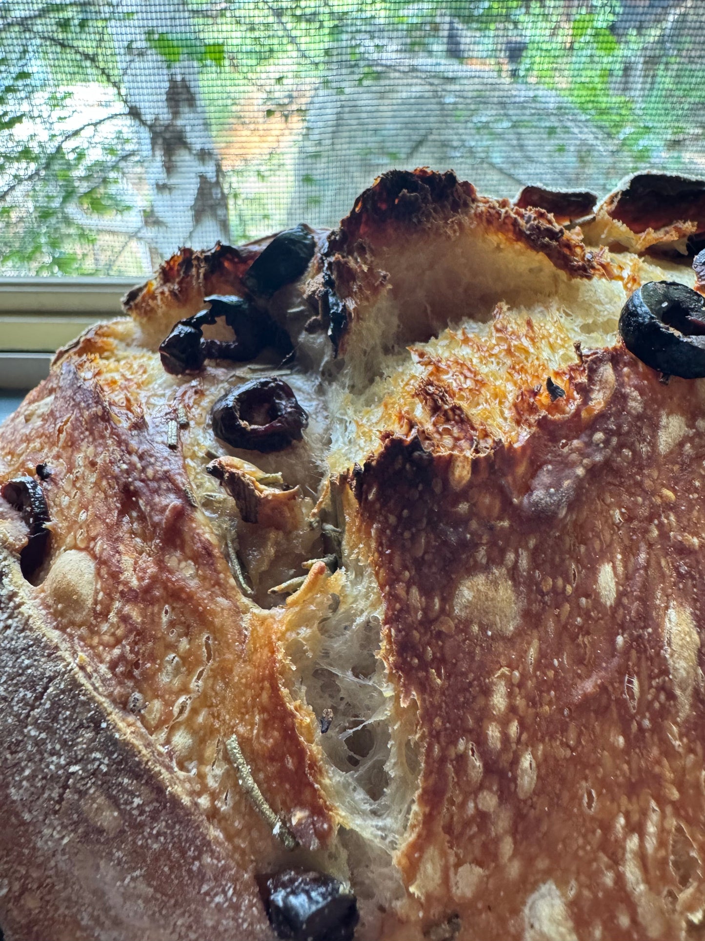 Roast Garlic, Olive & Rosemary Sourdough Loaf